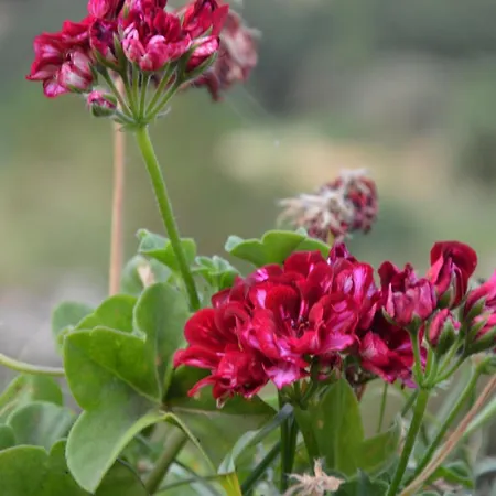 Verde Blu Apartahotel 3*