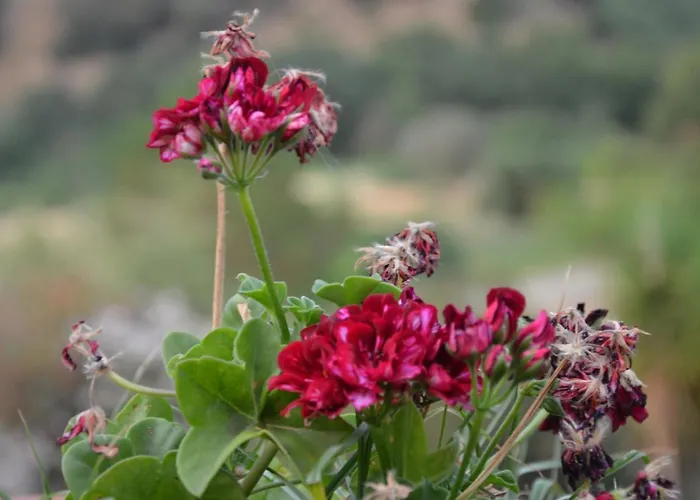 מלון דירות La Dimora Del Molo