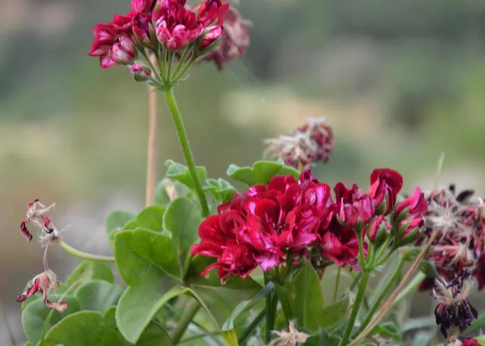 La Dimora Del Molo מלון דירות 3*